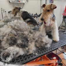 Image result for foxterier drsnosrstý