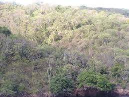 Check spelling or type a new query. Hutan Gugur Daun Tropika Wikiwand