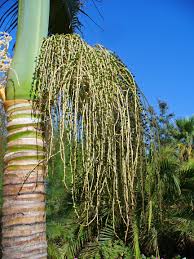 Image result for Archontophoenix alexandrae