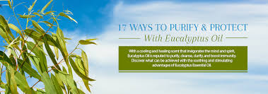 In 2008, italian researchers investigated eucalyptus globulus essential oil and found it to be active use a cool mist ultrasonic diffuser for best results. 15 Eucalyptus Oil Recipes Uses Benefits Of Eucalyptus Essential Oil