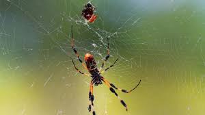 Check spelling or type a new query. Here S Why So Many Banana Spiders Are Crawling Around Florida Right Now South Florida Sun Sentinel South Florida Sun Sentinel