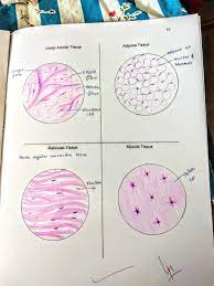 10 B Connective Tissue Loose Areolar Adipose Dense Regular Mucoid Basic Anatomy And Physiology Tissue Biology Anatomy And Physiology Textbook