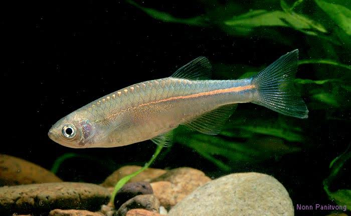 Brachydanio albolineata – Pearl 'Danio' (Danio albolineatus, Danio tweediei) — Seriously Fish