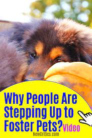 Why People Are Stepping Up To Foster Pets Foster Dog Dog Facts Dog Adoption