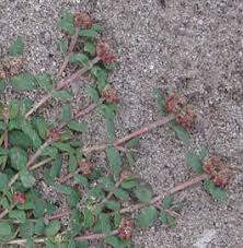 Image result for Euphorbia ophthalmica