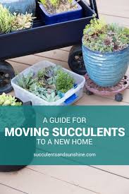 To begin, choose a succulent that has large leaves near the bottom of the plant. How To Move Succulents Long Distances Succulents And Sunshine