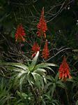 Image result for Aloe komatiensis