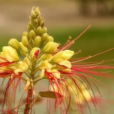 Image result for Caesalpinia rostrata