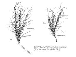 Image result for Dichanthium sericeum