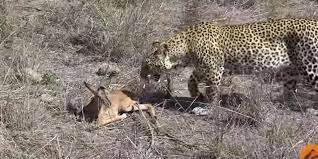 Leopard Does The Most Unexpected Thing When He Spots A Baby Antelope The Dodo