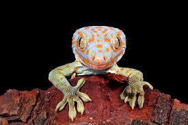 The government employees insurance company is an american auto insurance company with headquarters in chevy chase, maryland. A Once Common Gecko Is Vanishing From Parts Of Asia Scientific American