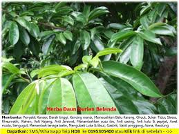Daun durian belanda merupakan daun berukuran lebar dan juga panjang. Herba Daun Durian Belanda Home Facebook