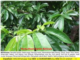 Graviola tidak dihasilkan melalui proses merebus daun durian belanda seperti yang biasa kita dengar. Herba Daun Durian Belanda Home Facebook