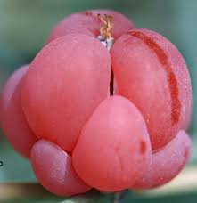 Image result for Faurea intermedia