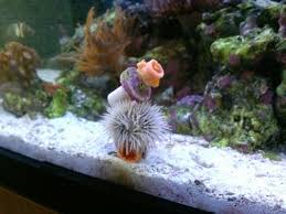 Best Urchin For Nano Reef Invertebrate Forum Nano Reef Community