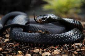Carl Jung One Day She Came And Said That The Serpent In Her Belly Had Moved It Had Turned Around Lewis Lafontaine On Patreon Mamba Snake Black Mamba Snake Snake Facts
