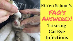 Whatever is easiest for you and your kitten. How I Treat A Kitten Or Cat Eye Infection At Home Youtube