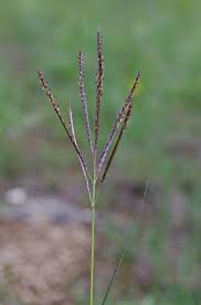 Image result for Bothriochloa