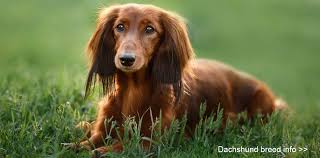 Browse our list of 221 dog breeds to find the perfect dog breed for you, and then find adoptable dogs and dog shelters close to you. Dog Breeders Australia Dog Breed List