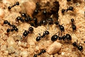 Las hormigas pueden sobrevivir a los típicos venenos comerciales y continuar infestando tu casa si no son correctamente eliminadas. Como Eliminar Las Hormigas De Tu Casa