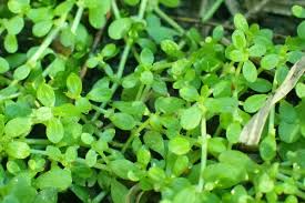 Image result for Callitriche vulcanicola
