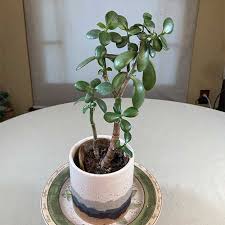 Image result for Crassula ovata