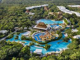 Image result for Oldenlandia verrucitesta