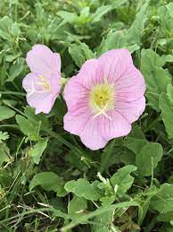 Pin By Louise Womack On Pink Primroses Primroses Flowers Plants