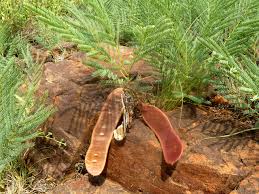 Image result for Elephantorrhiza elephantina