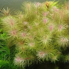 Image result for Rotala filiformis