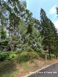Image result for Casuarina junghuhniana