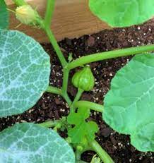 Check spelling or type a new query. How To Grow Acorn Squash In Containers Okra In My Garden