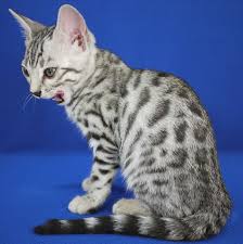 Bengal Cats Long Hair Cats And Kittens In 2020 Bengal Cat Facts Bengal Cat Bengal Kitten
