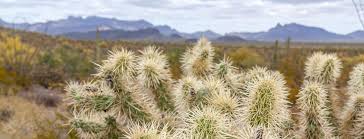 Maybe you would like to learn more about one of these? Organ Pipe Cactus National Monument Lohnenswerter Abstecher Auf Dem Weg Nach Tucson