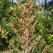 Image result for Coffea racemosa