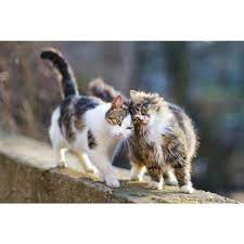 two cats outdoors on wall photography a 90282 4 sizes art prints giclees posters wood metal si cats pets cats cat purr