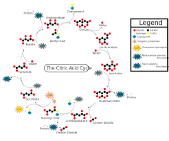 دورة كريبس المعرفة