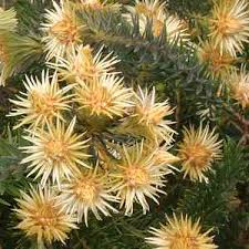 Image result for Phylica