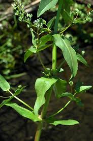 Veronica catenata (water speedwell): Go Botany
