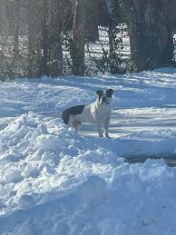 Lost Dog in University City near McKnight & Olive