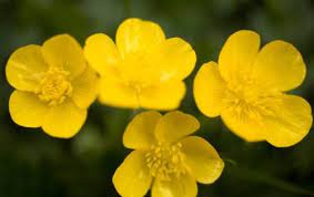 Flower Essence Gallery Buttercup Ranunculus Occidentalis Flower Essences Buttercup Flower Flower Remedy