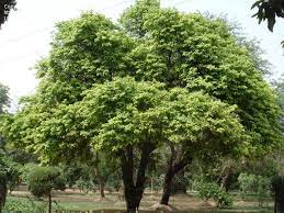One of the fastest growing fruit trees is the peach tree. What Are Some Of The Best Fast Growing Trees For Both Shade And Fruit Nuts Gardening Landscaping Stack Exchange