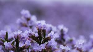 Lavandin flowers retain their aroma and color when dried, making them a favorite floral for sachets and potpourris. Neelakurinji The Wonder Flower To Bloom After 12 Years Kerala Will Soon Turn Blue