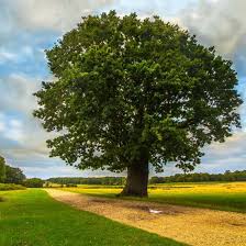 Trees are an essential and indisputable part of our life. Plant Trees To Save The Environment Nature And Community Mother Earth News