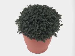 Image result for Pilea tetraphylla