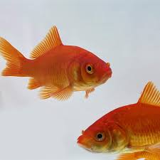 However, building and maintaining a goldfish pond can be a daunting task for anyone. Amazon Com Toledo Goldfish Live Comet Goldfish For Ponds Aquariums Or Tanks Usa Born And Raised Live Arrival Guarantee 3 To 4 Inches 10 Fish Kitchen Dining