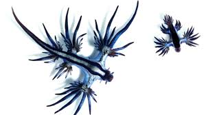 Image result for Bolboschoenus glaucus
