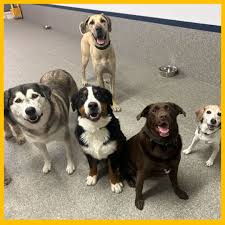 We love our lives because of them 🤍 Every wag, every cuddle, and every  playful moment reminds us why we're so lucky to be surrounded by these  amazing Puppy Pals. 🐾💖, #AirdriePuppyPals #AirdrieAlberta ...