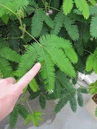 How To Grow And Care For The Sensitive Plant In Containers Sensitive Plant Mimosa Plant Plants