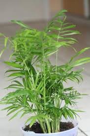 Image result for Chamaecrista polytricha